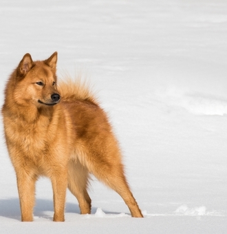 Spitz Finlandais : Tout Savoir sur ce Chien loulou galopeur !