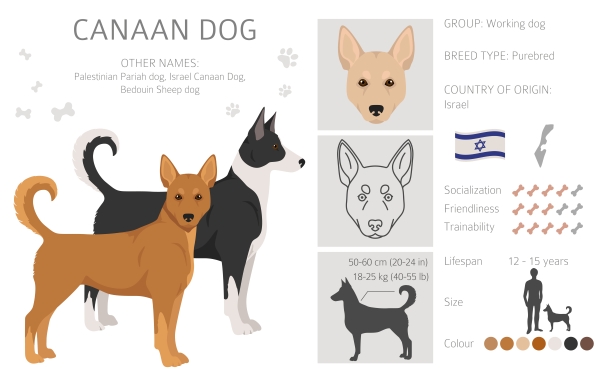 Infographie sur la race du chien de Canaan