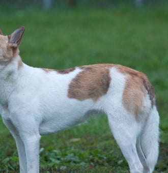 Chien de Canaan : Tout Savoir sur cette race canine d'Israël !