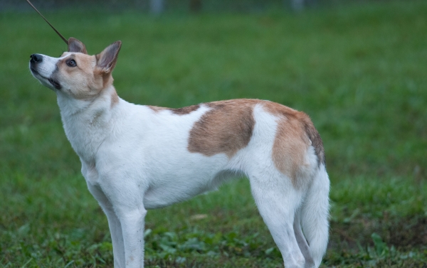 Chien de Canaan de profil attaché à une laisse