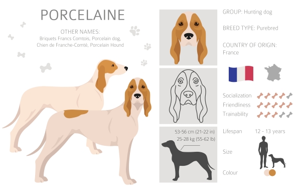 Infographie sur la race du chien Porcelaine