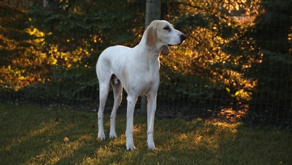 Chien Porcelaine dans un jardin au soleil levant