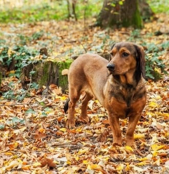 Basset des Alpes : Tout Savoir sur ce Chien de chasse d'Autriche