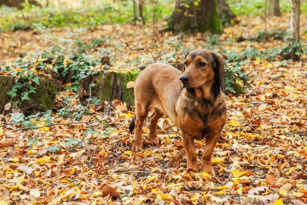 Chien Basset des Alpes dans la forêt en automne