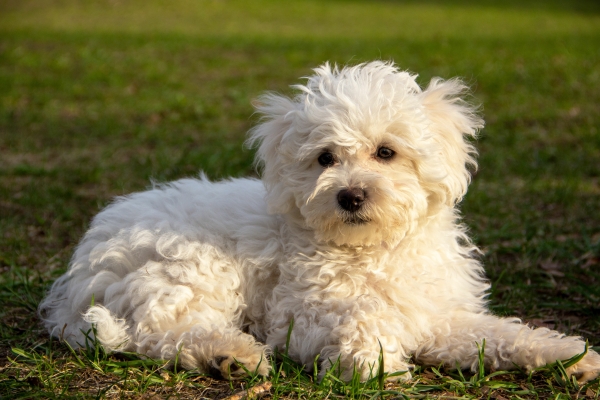 Bichon Bolonais blanc couché dans l'herbe verte