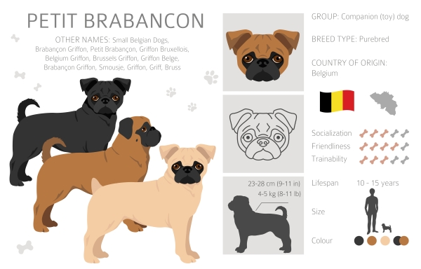 Infographie sur le petit Brabançon