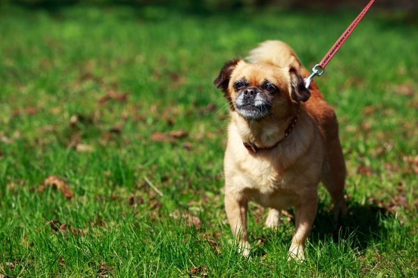 Petit Brabançon : Tout Savoir sur ce petit Chien Belge !