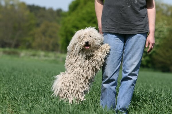 Puli : Viss par šo Ungārijas Ganu Suni ar dredi