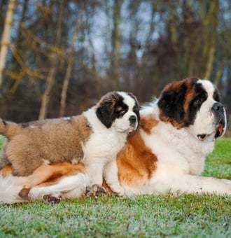 Chien Saint-Bernard : Tout Savoir sur le Géant des Alpes Suisses