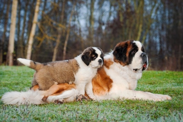 Chien Saint-Bernard adulte et son chiot