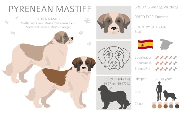 Infographie chien mâtin des pyrénées