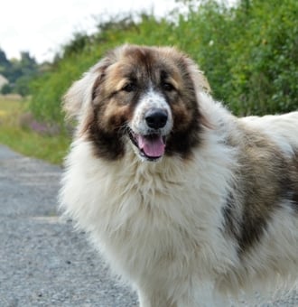 Mâtin des Pyrénées : Tout Savoir sur ce Chien montagnard géant !