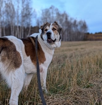 Berger d'Asie Centrale : Tout Savoir sur ce Chien des Steppes !