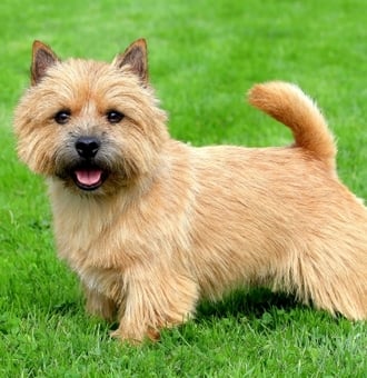 Norwich Terrier, un petit Terrier au Grand Cœur !