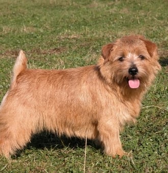 Norfolk Terrier : Tout Savoir sur ce petit Chien intrépide !