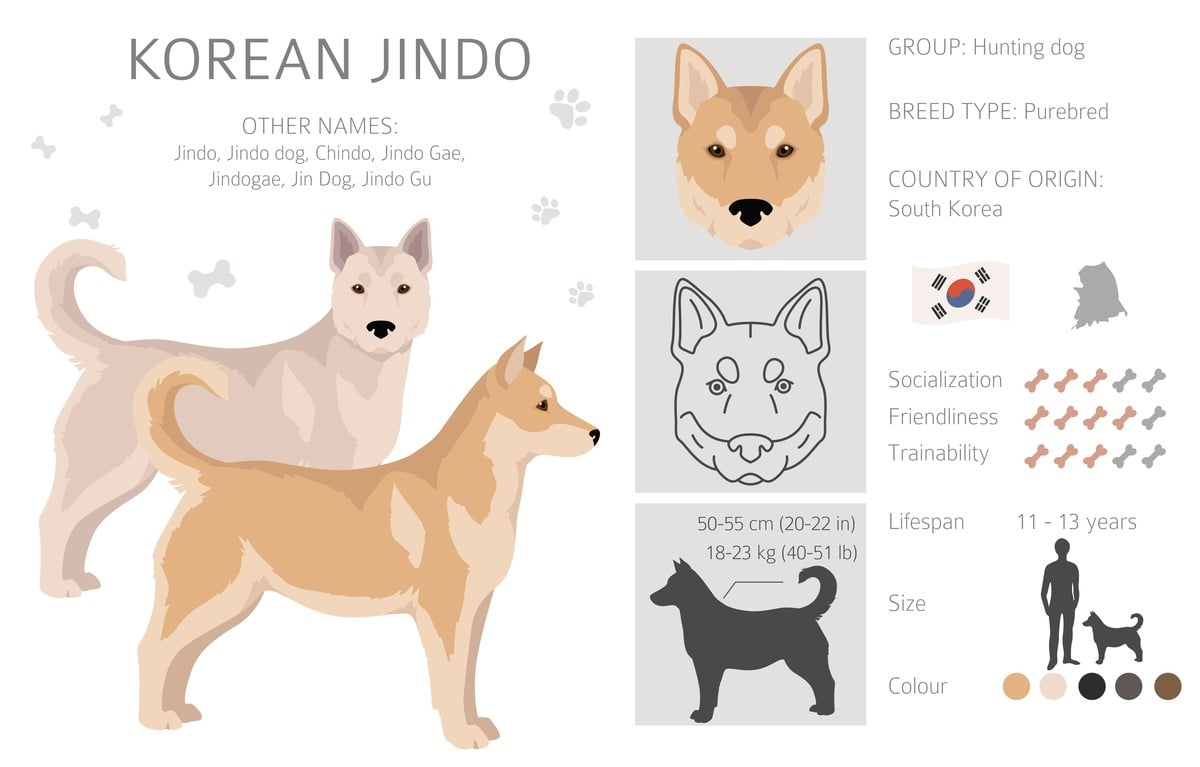 infographie sur le Jindo Coréen