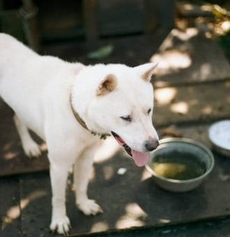 Jindo : Tout Savoir sur ce Chien Coréen de type Spitz !