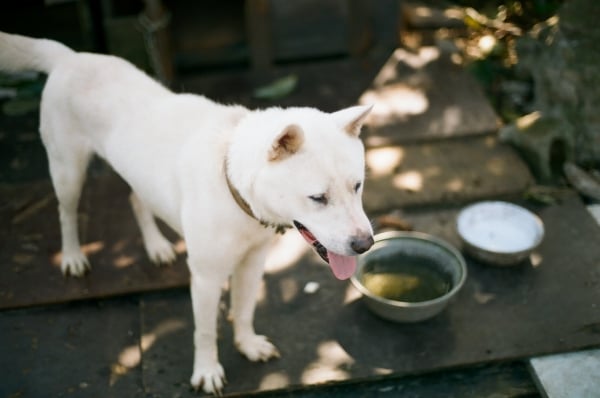 Jindo : Viss par šo korejiešu spicu tipa suni!