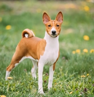 Basenji : Tout Savoir sur ce Chien de l'Afrique Sauvage !