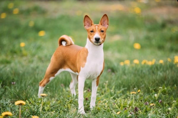 Chien Basenji aux aguets dans une prairie de pissenlits