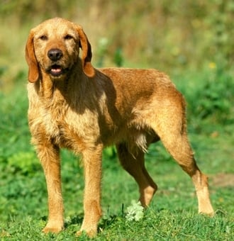 Griffon Fauve de Bretagne : Tout Savoir sur ce Chien de chasse !