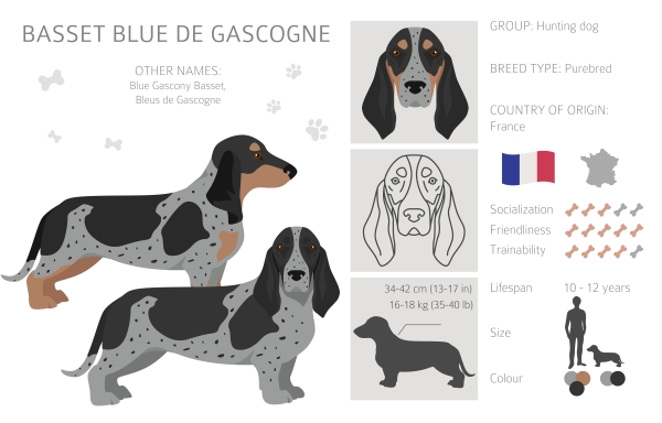 Infographie du Basset Bleu de Gascogne