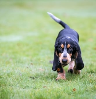 Basset Bleu de Gascogne : Tout Savoir sur ce Chien de chasse !