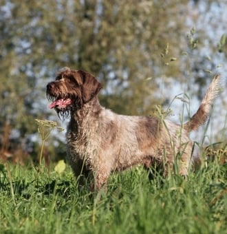 Griffon Korthals : Tout Savoir sur ce Chien de chasse moustachu !