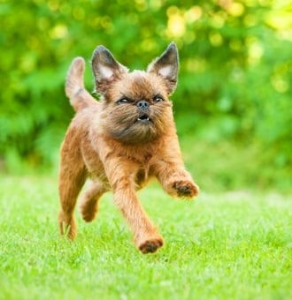 Griffon Bruxellois : Tout Savoir sur ce Chien Belge d'écurie !