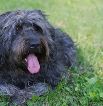 Schapendoes : Tout Savoir sur ce Chien de Berger Néerlandais !