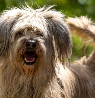 Berger Portugais : Tout Savoir sur ce Chien-Singe au cœur tendre