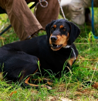 Tchouvatch slovaque : Tout Savoir sur ce Chien des Hautes Tatras