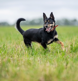 Chien Kelpie : Tout Savoir sur ce Berger Australien !