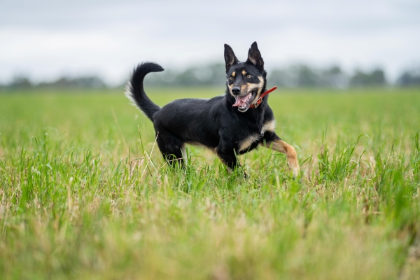 Kelpie koer: Kõik mida teada sellest Austraalia Lambakoerast!