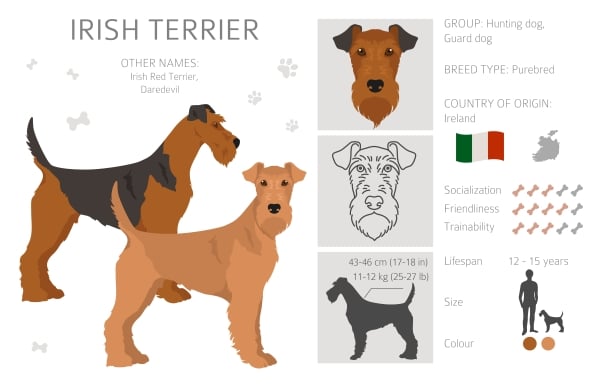 Infographie Terrier Irlandais