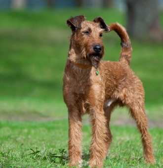 Terrier Irlandais : Tout Savoir sur ce Chien casse-cou Roux !