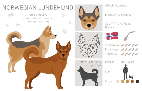 Infographie sur le Chien Norvégien de Macareux ou Norsk Lundehund