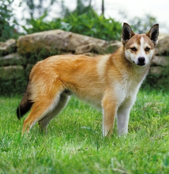 Chien Norvégien de Macareux : Tout Savoir sur lui !