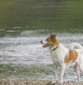 Spitz de Norrbotten : Tout Savoir sur ce Chien nordique de chasse