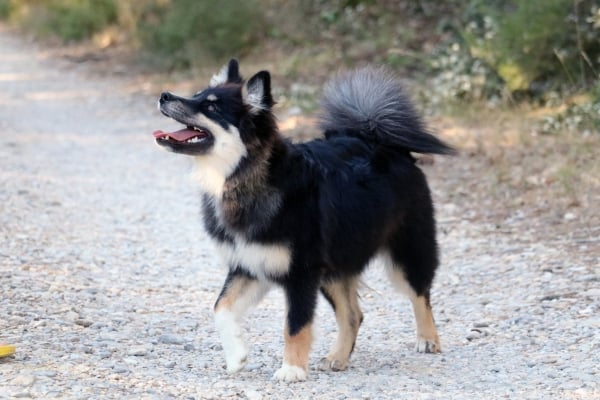 Chien Berger Finnois de Laponie sur un chemin