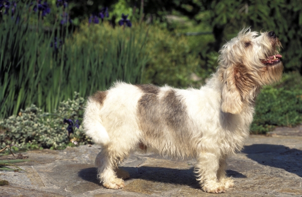 Väike Basset Griffon Vendéen: Kõik, Mida Pead Selle Rõõmsa Koera Kohta Teadma!