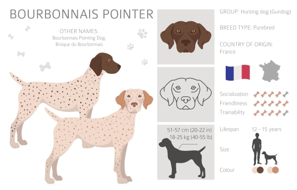 Infographie sur le chien de race Braque du Bourbonnais