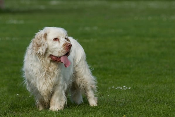 Clumber Spaniel: Kõik, mida pead teadma kõige suuremast spanieli tõust!