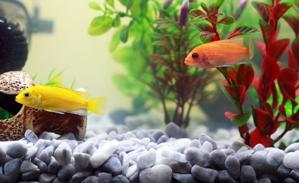 Gelber Fisch und roter Fisch in einem Aquarium