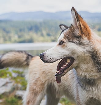 Quelle Nourriture bio la plus saine pour un Chien ?