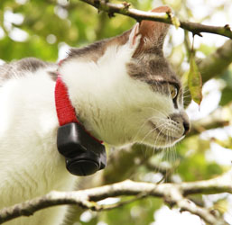 Editie Vet Bloody Antivlucht halsband voor katten