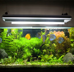 Lampe LED Haute Luminosité Pour Aquarium, Lumière Pour Aquarium, éclairage  Pour Aquarium, Décoration D'intérieur Pour Aquarium Domestique 