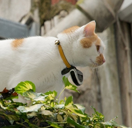 Collier camera pour chat 🐈 sur lucky pour voir sa journée en POV