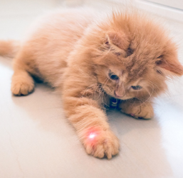 Toozey - Pointeur laser pour chat - Univers du chat