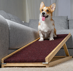Escaliers pour chiens pour petits et grands chiens, rampe pour chien  polyvalente en